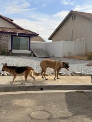 Found/Stray Unknown Dog last seen El Dorado n Mesa Linda, Victorville, CA 92392