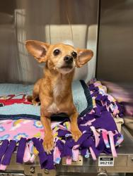 Shelter Stray Female Dog last seen FERGUSON POLICE DEPT,63135, 10521 Baur Blvd, Olivette, MO 63132, USA
