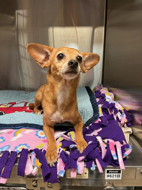 Shelter Stray Female Dog last seen FERGUSON POLICE DEPT,63135, 10521 Baur Blvd, Olivette, MO 63132, USA