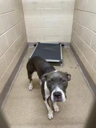 Shelter Stray Female Dog last seen AIRLINE AVE EXT, 1601 Airport Rd, Shelby, NC 28150, USA