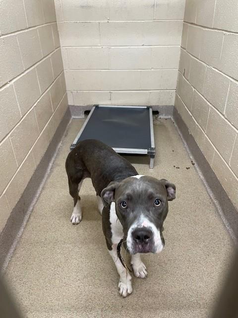 Shelter Stray Female Dog last seen AIRLINE AVE EXT, 1601 Airport Rd, Shelby, NC 28150, USA