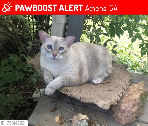 Lost Female Cat last seen Near Lexington vintage, Athens, GA 30605