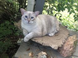 Lost Female Cat last seen Near Lexington vintage, Athens, GA 30605
