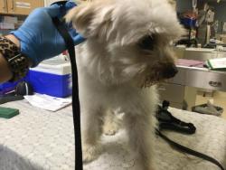 Shelter Stray Male Dog last seen Near BLOCK LAKEPORT DR, RIVERSIDE, CA, 6851 Van Buren Boulevard, Jurupa Valley, CA 92509, USA