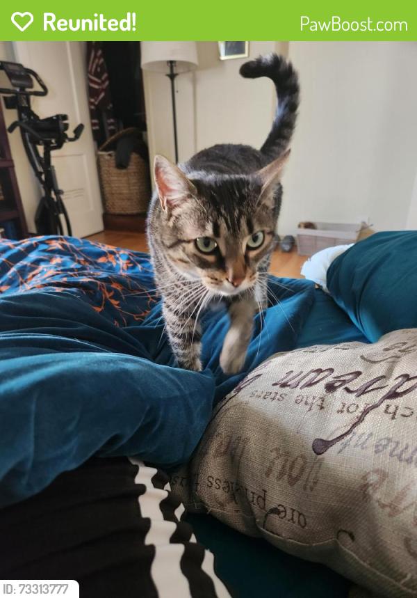 Reunited Female Cat last seen ParkMerced Gonzalez and Diaz, San Francisco, CA 94132