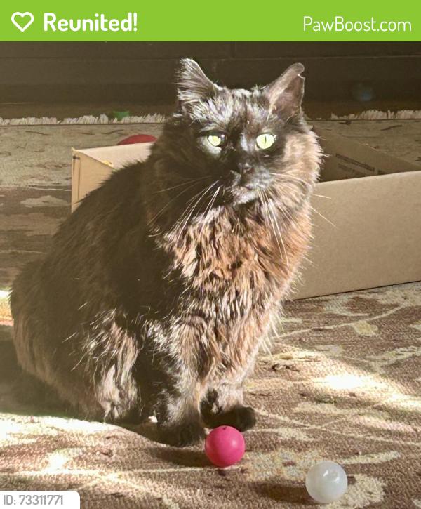 Reunited Male Cat last seen Heatherstone Dr & Stone Bridge Crossing, Winston-Salem, NC 27104
