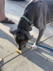 Found/Stray Female Dog last seen Glenridding 13 ave. SW, Edmonton, AB T6W 2H5