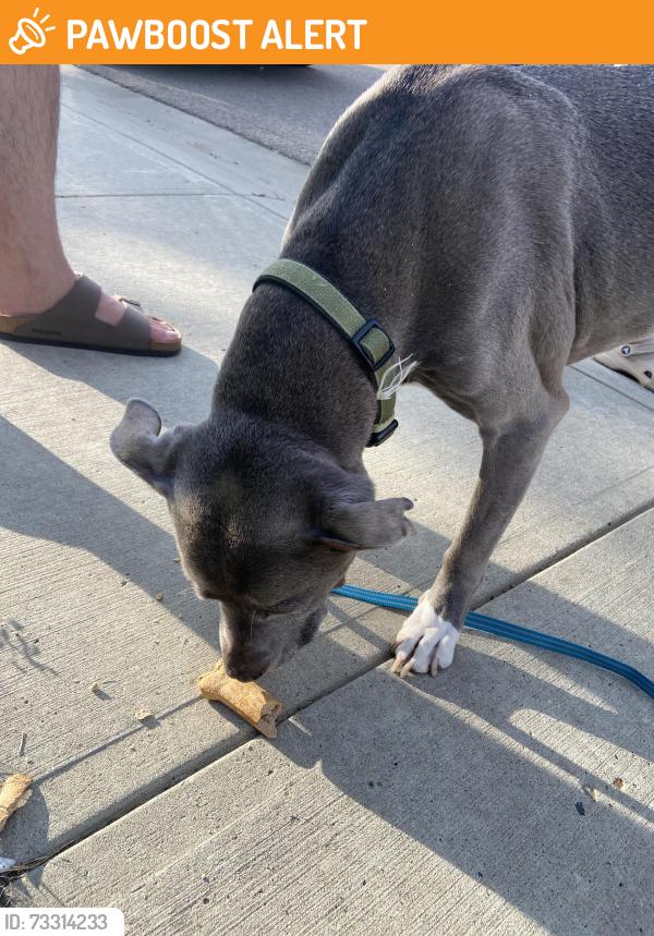 Found/Stray Female Dog last seen Glenridding 13 ave. SW, Edmonton, AB T6W 2H5
