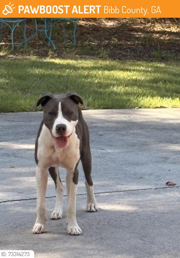Found/Stray Male Dog last seen Hartley Bridge Road, Bibb County, GA 31216