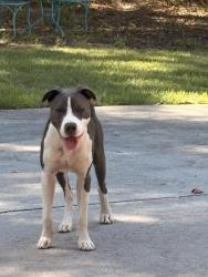 Found/Stray Male Dog last seen Hartley Bridge Road, Bibb County, GA 31216