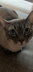 Reunited Male Cat last seen Near Logans Pass, New Braunfels, TX 78130, USA, New Braunfels, TX 78130