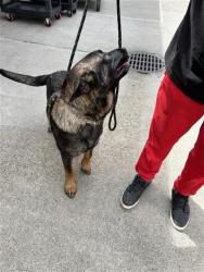 Shelter Stray Male Dog last seen POCKET RD & BLUE DOLPHIN WAY, 2127 Front St, Sacramento, CA 95818, USA