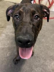 Shelter Stray Male Dog last seen NORTHGATE BLVD & SAN JUAN RD, 2127 Front St, Sacramento, CA 95818, USA