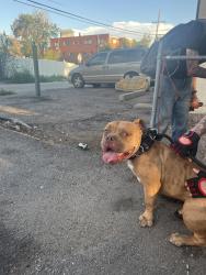 Reunited Male Dog last seen MONTVIEW & CLINTON, Aurora, CO 80010