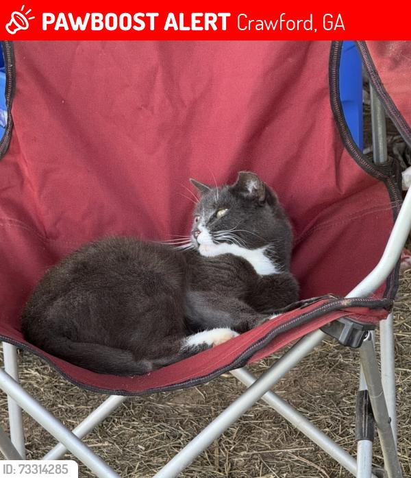 Lost Female Cat last seen Hwy 22, Crawford, GA 30630