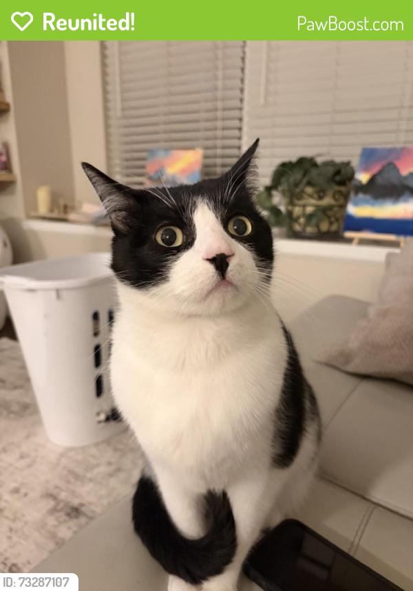 Reunited Male Cat last seen Jordan and cottonwood, Parker, CO 80134