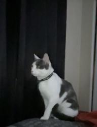 Lost Male Cat last seen New Hampshire in chaparral ave, Adelanto, CA 92301