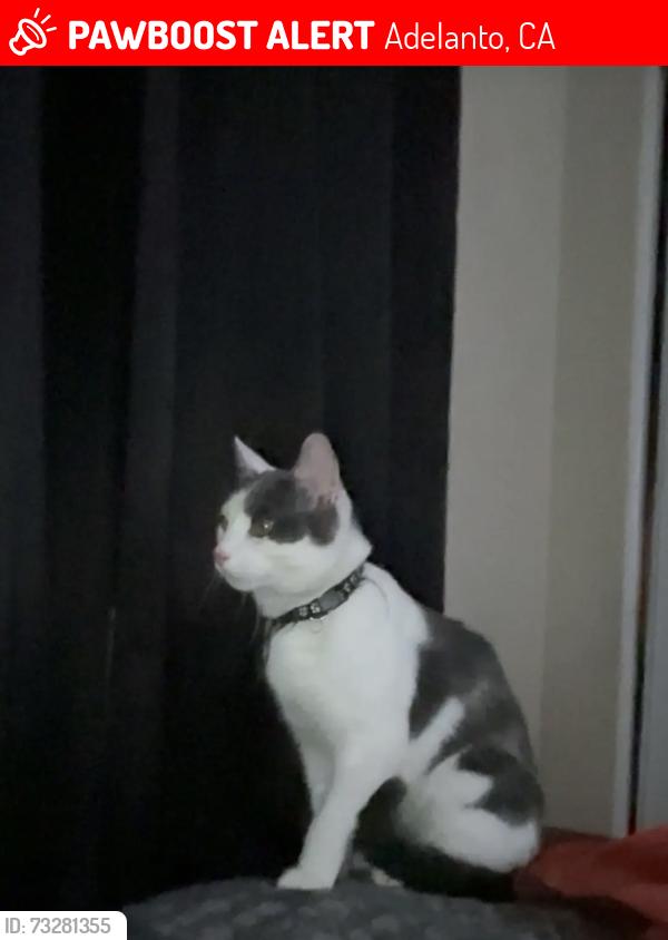Lost Male Cat last seen New Hampshire in chaparral ave, Adelanto, CA 92301