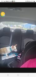 Reunited Female Dog last seen Mary Scott drive, Goose Creek, SC 29445