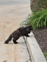Found/Stray Unknown Cat last seen Route 59 Route 30, Plainfield, IL 60544