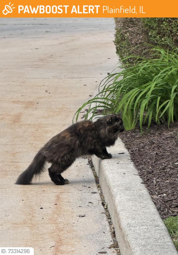 Found/Stray Unknown Cat last seen Route 59 Route 30, Plainfield, IL 60544