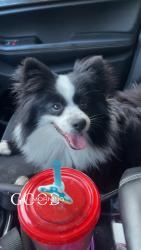 Reunited Female Dog last seen Castroville blvd., Prunedale, CA 93907