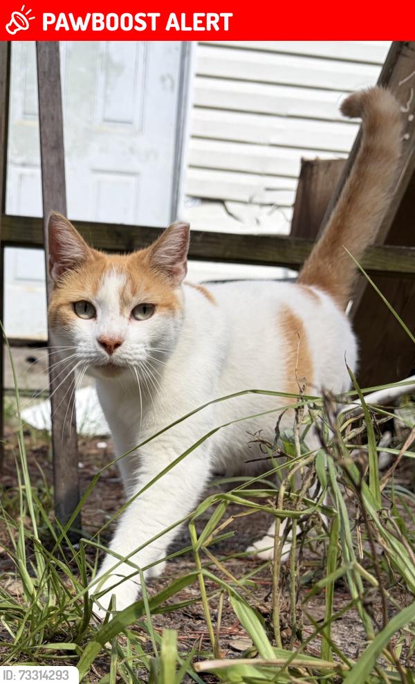 Lost Male Cat last seen Across Sharon methodist church, Brunswick County, NC 28462
