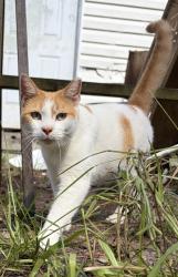 Lost Male Cat last seen Across Sharon methodist church, Brunswick County, NC 28462