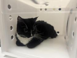 Shelter Stray Female Cat last seen 16TH CLEVELAND, 3839 W Burnham St, West Milwaukee, WI 53215, USA
