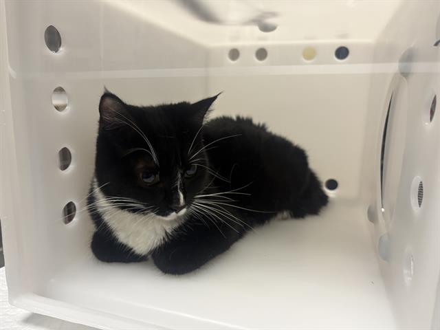Shelter Stray Female Cat last seen 16TH CLEVELAND, 3839 W Burnham St, West Milwaukee, WI 53215, USA