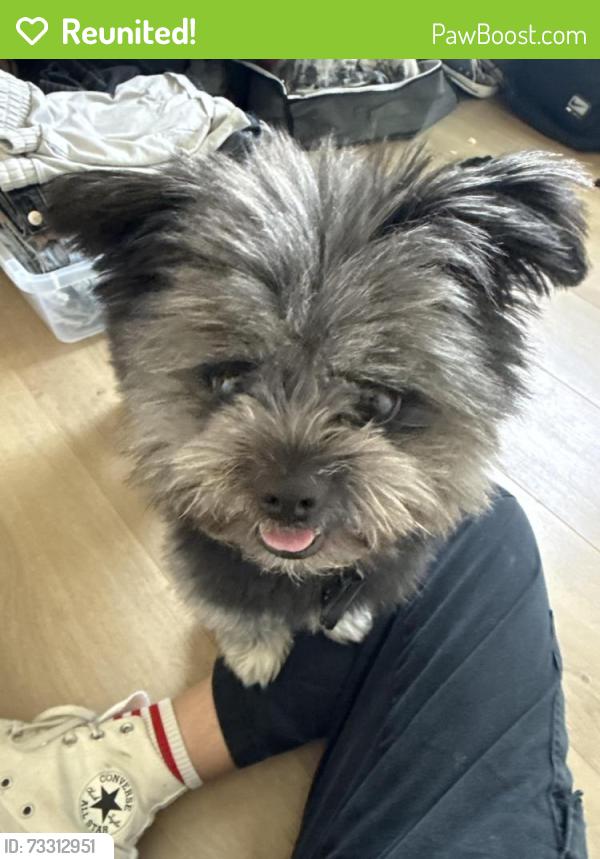 Reunited Male Dog last seen Orange Ave & 35th, San Diego, CA 92104