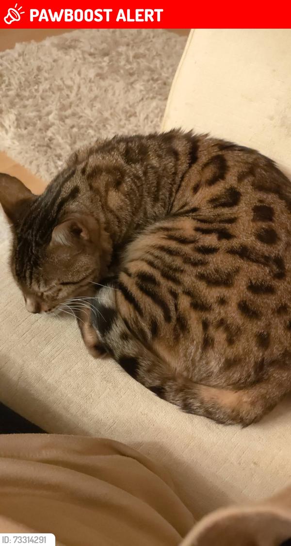 Lost Male Cat last seen hses, Greater London, England UB3 2TJ