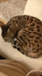Lost Male Cat last seen hses, Greater London, England UB3 2TJ