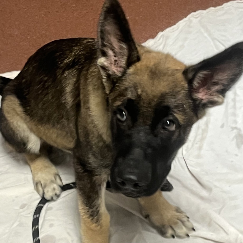 Shelter Stray Male Dog last seen Near E 14th Street, SAN LEANDRO, CA, 94577, 8323 Baldwin St, Oakland, CA 94621, USA