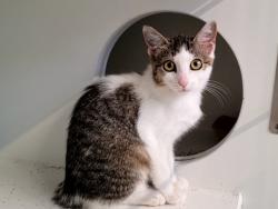 Shelter Stray Female Cat last seen 54th Street, BROOKLYN, NY, 11204, 3139 Veterans Rd W, Staten Island, NY 10309, USA