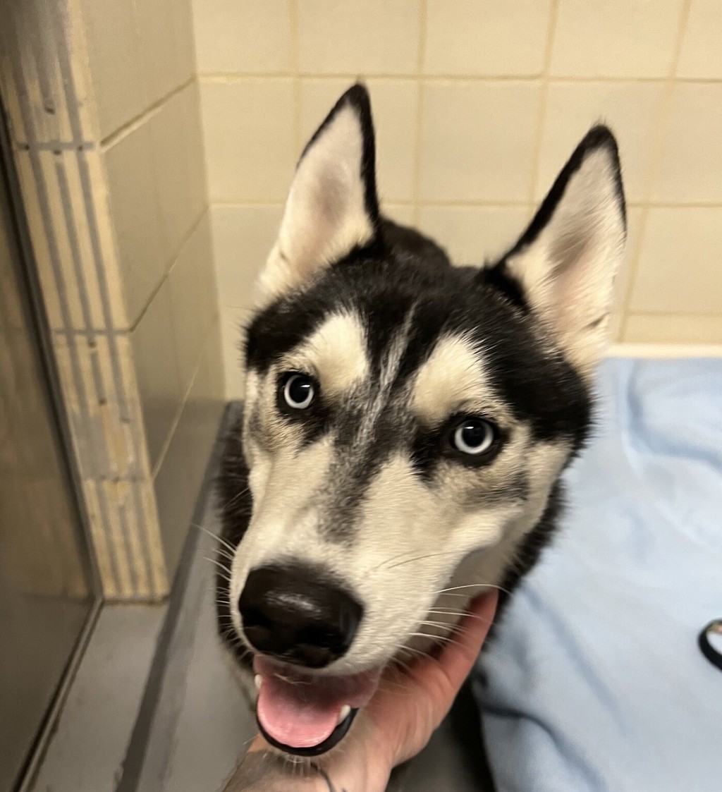 Shelter Stray Female Dog last seen WA, 9167 Dickey Rd NW, Silverdale, WA 98383, USA