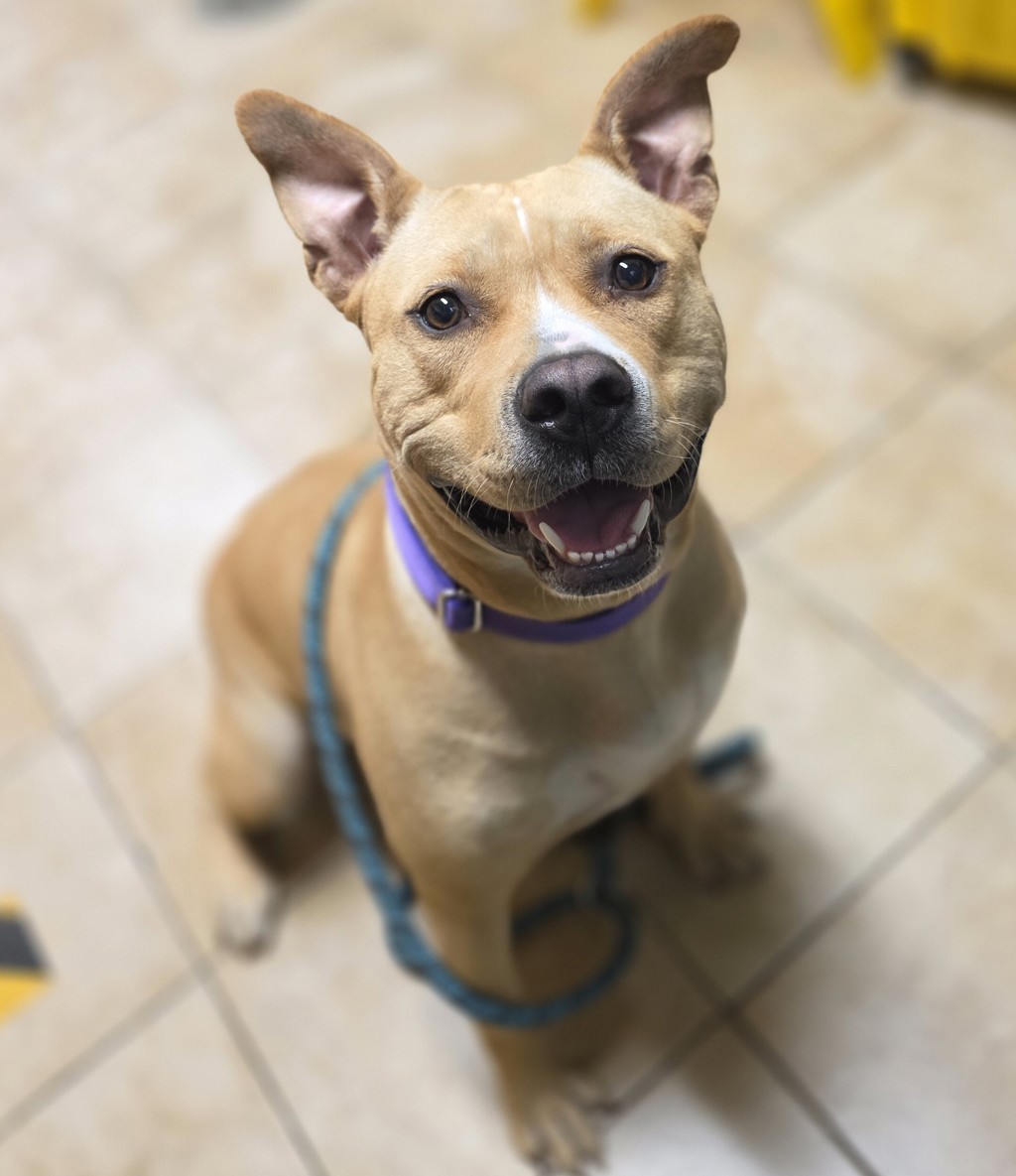 Shelter Stray Female Dog last seen Pier Park, PORTLAND, OR, 97203, 1700 W Historic Columbia River Hwy, Troutdale, OR 97060, USA