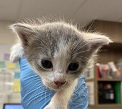 Shelter Stray Female Cat last seen Near Blk SE 111th, OR, 1700 W Historic Columbia River Hwy, Troutdale, OR 97060, USA