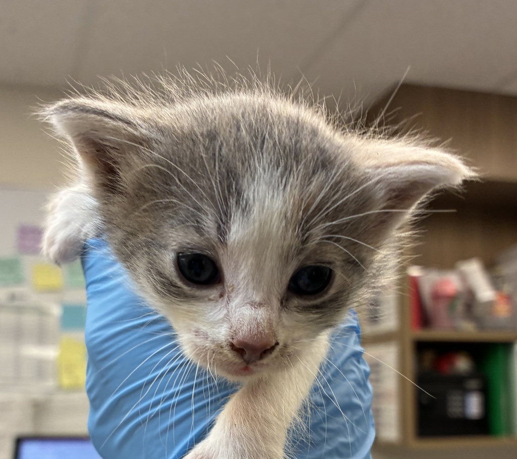 Shelter Stray Female Cat last seen Near Blk SE 111th, OR, 1700 W Historic Columbia River Hwy, Troutdale, OR 97060, USA