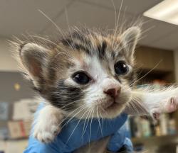 Shelter Stray Female Cat last seen Near Blk SE 111th, OR, 1700 W Historic Columbia River Hwy, Troutdale, OR 97060, USA