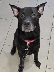 Shelter Stray Male Dog last seen Near Mohawk Street, San Diego, CA, 92115, El Cajon, CA 92020, USA