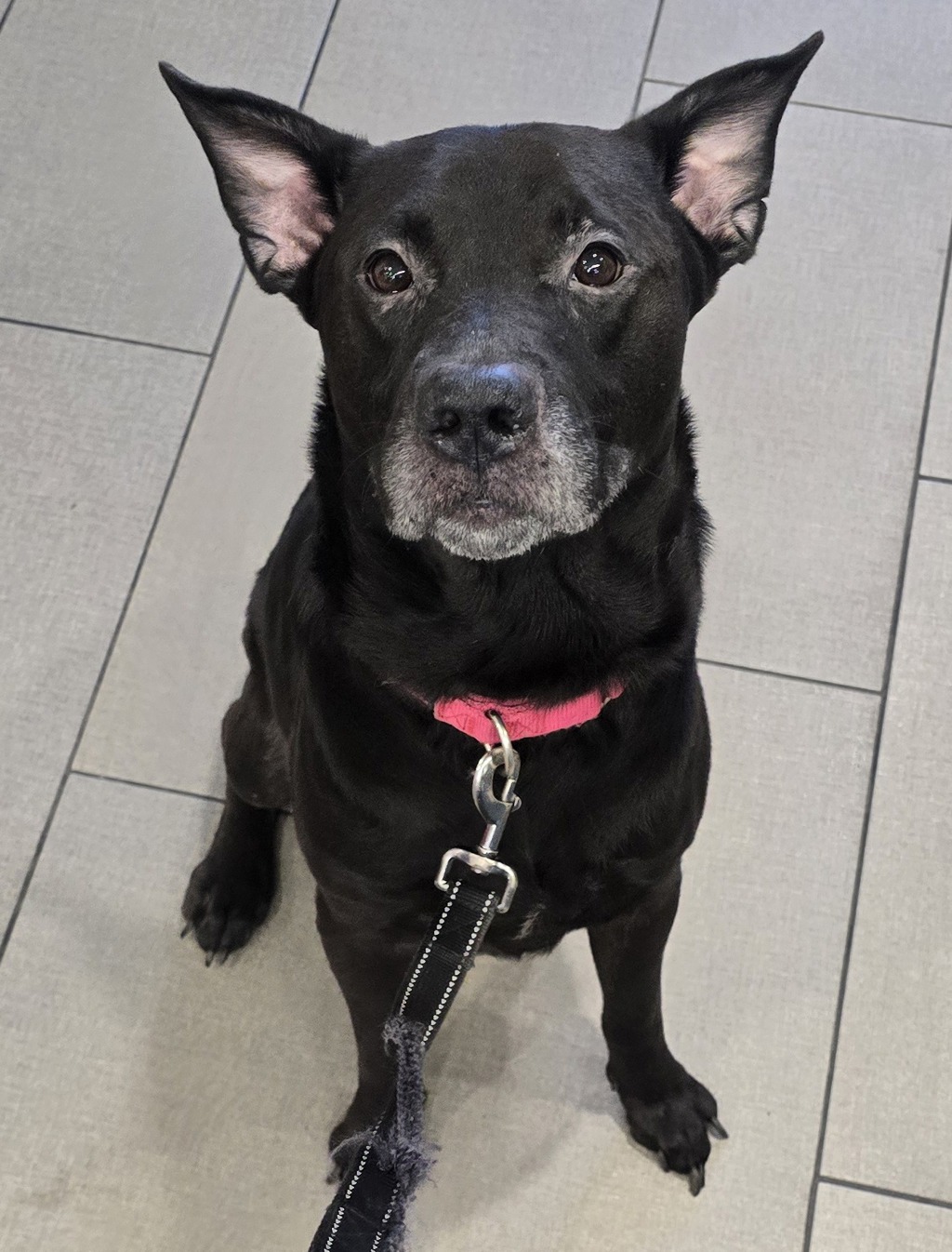 Shelter Stray Male Dog last seen Near Mohawk Street, San Diego, CA, 92115, El Cajon, CA 92020, USA