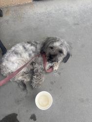 Found/Stray Female Dog last seen Hyundai dealer Victorville, Victorville, CA 92392