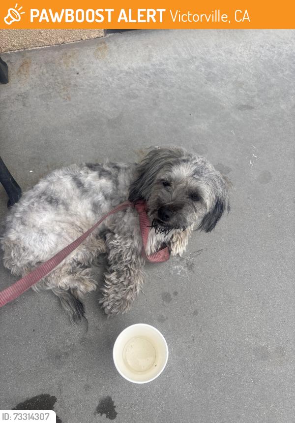 Found/Stray Female Dog last seen Hyundai dealer Victorville, Victorville, CA 92392