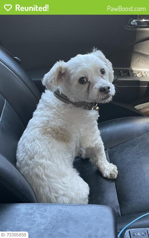 Reunited Male Dog last seen Penitencia Dog Park, San Jose, CA 95132