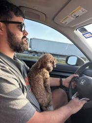 Reunited Female Dog last seen Dry Canyon Way & Firerock Rd, Haslet, TX 76052