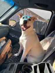 Reunited Male Dog last seen Swedish Emergency Room in Mill Creek, Everett, WA 98208