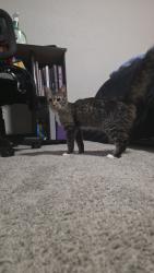 Reunited Female Cat last seen Spalding vue apmts, Peachtree Corners, GA 30092