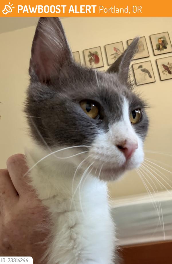 Found/Stray Female Cat last seen Stark and 122nd Avenue, Portland, OR 97216