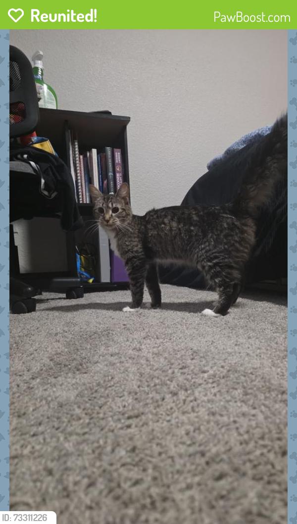 Reunited Female Cat last seen Spalding vue apmts, Peachtree Corners, GA 30092
